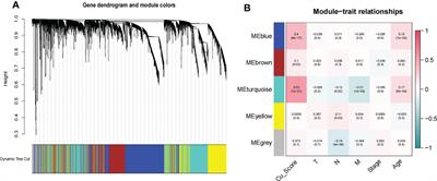 Cuproplasia characterization in colon cancer assists to predict prognosis and immunotherapeutic response